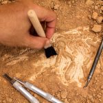 Skeleton And Archaeological Tools. Archaeology Archaeologist
