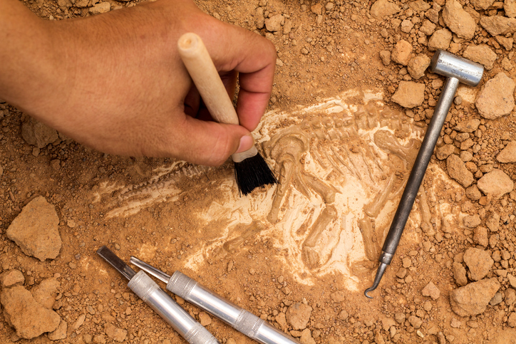 Skeleton And Archaeological Tools.