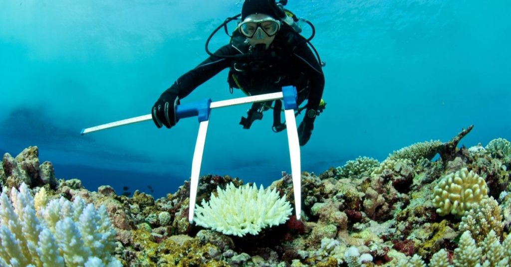 Marine Biologist