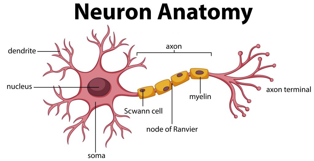Neuron Anatomy Scaled 1