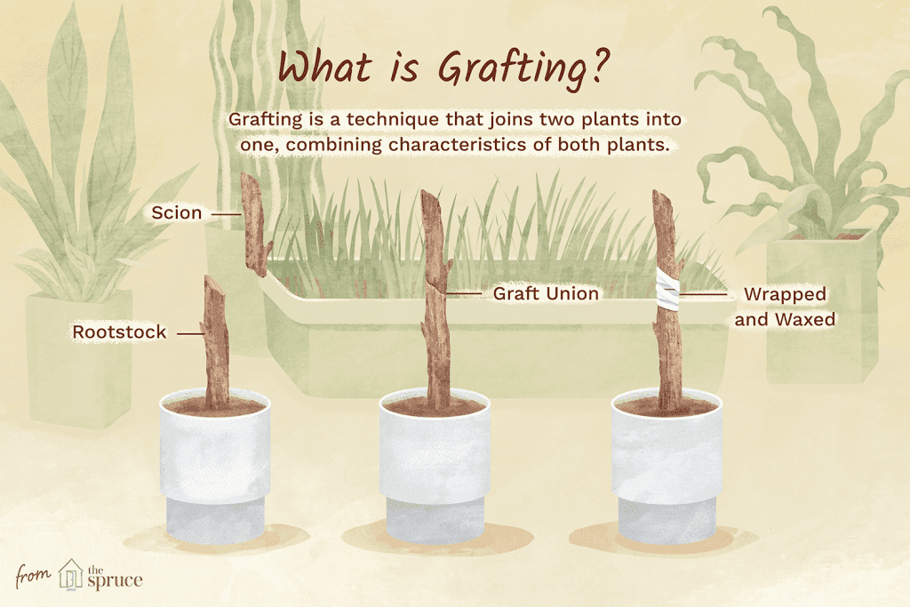 What Does Grafting Mean 4125565 Final 3b8c47a3fbe14770b400778cad64a128