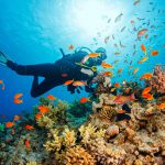 Marinebiology 1440x1000