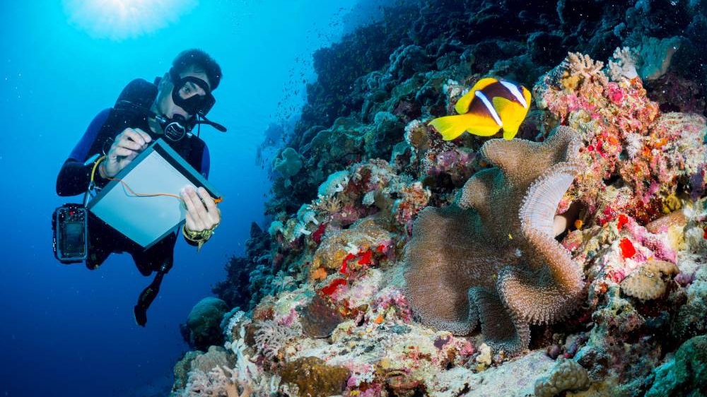 Coral Marine Science Scientist Reef Fish Ocean Sea Climate Morgan Bennett Smith E1566292905306