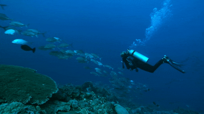 scuba diving instructor and underwater Filmmaker, scuba diving