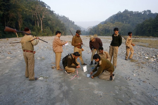 Forest Workers Observe Tiger Paw Prints On Mahananda River Bed On Outskirts Of Siliguri