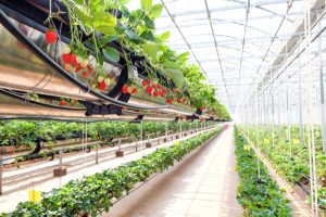 Thailand Seeks Japan S Help For Smart Farming Initiative