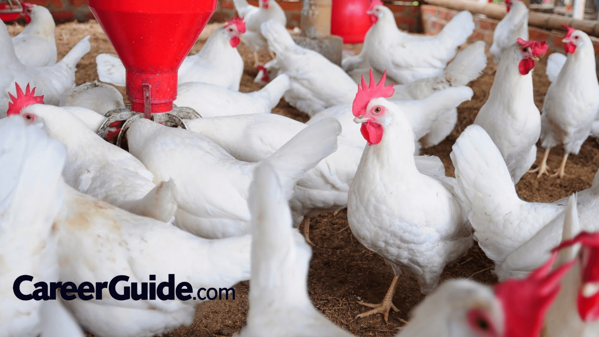 Poultry Farming