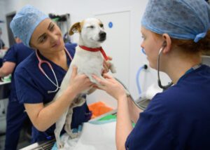 The Different Types of Jobs Working With Animals - CareerGuide The Different Types of Jobs Working With Animals - CareerGuide