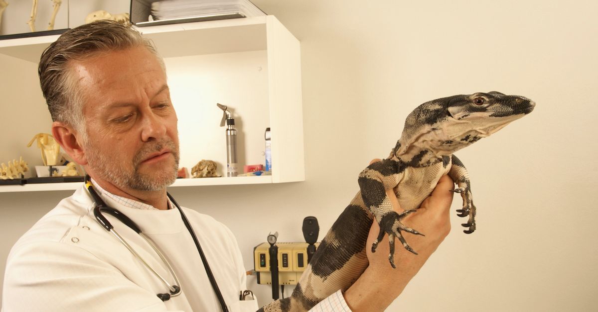 The Different Types of Jobs Working With Animals - CareerGuide The Different Types of Jobs Working With Animals - CareerGuide