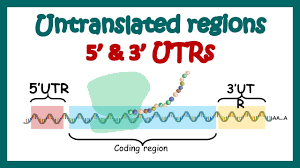 5utr