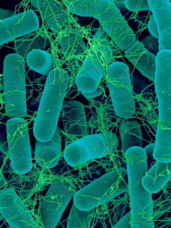 Bacillus Thuringiensis, Soil Bacterium, Sem