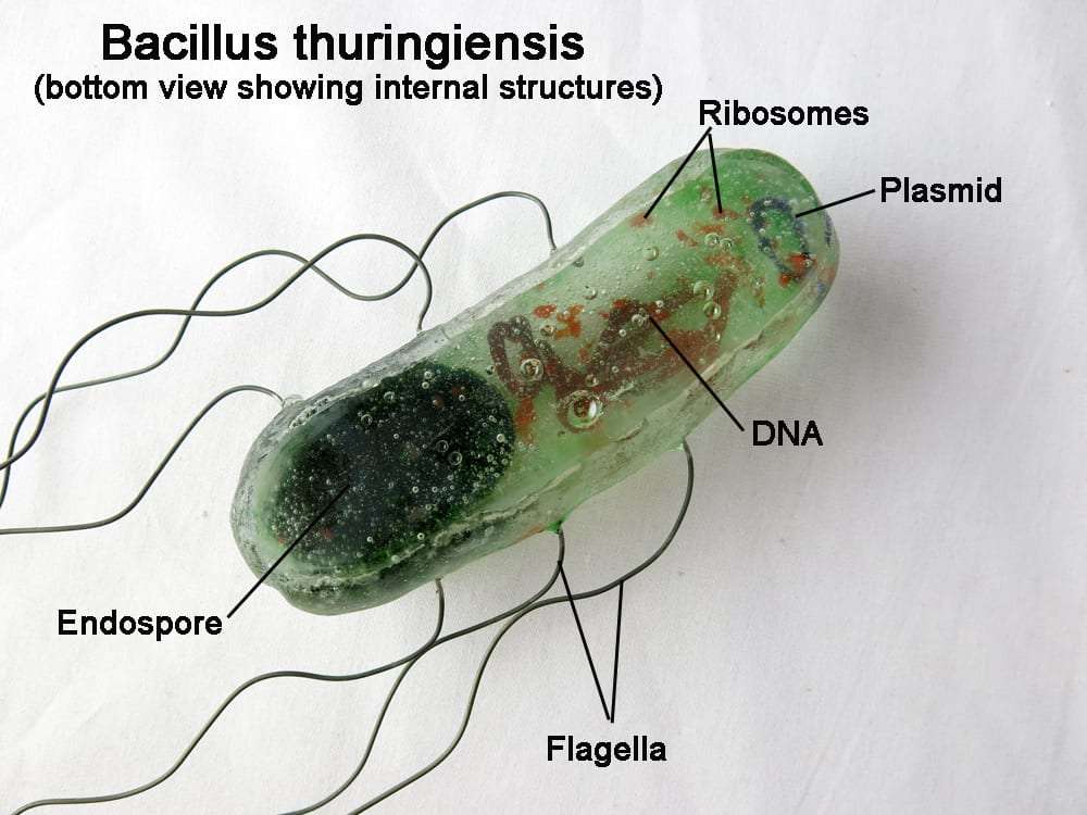 Bacillus Thuringiensis