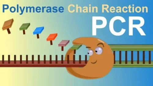 Pcr Full Form Pcr Full Form