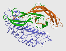 220px Fsha+b+receptor 1xwd