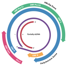 Hbv Genome.svg