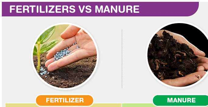 Explain How Fertilisers Are Different From Manure