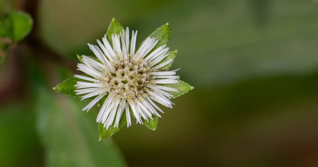 How To Identify Bhringraj Plant