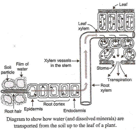 How Are Water And Minerals Transported In Plants