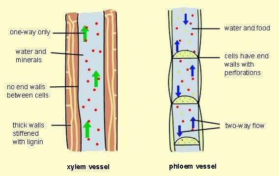 How Is Food Transported In Plants