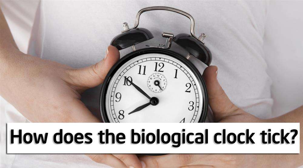 How Does The Biological Clock Tick